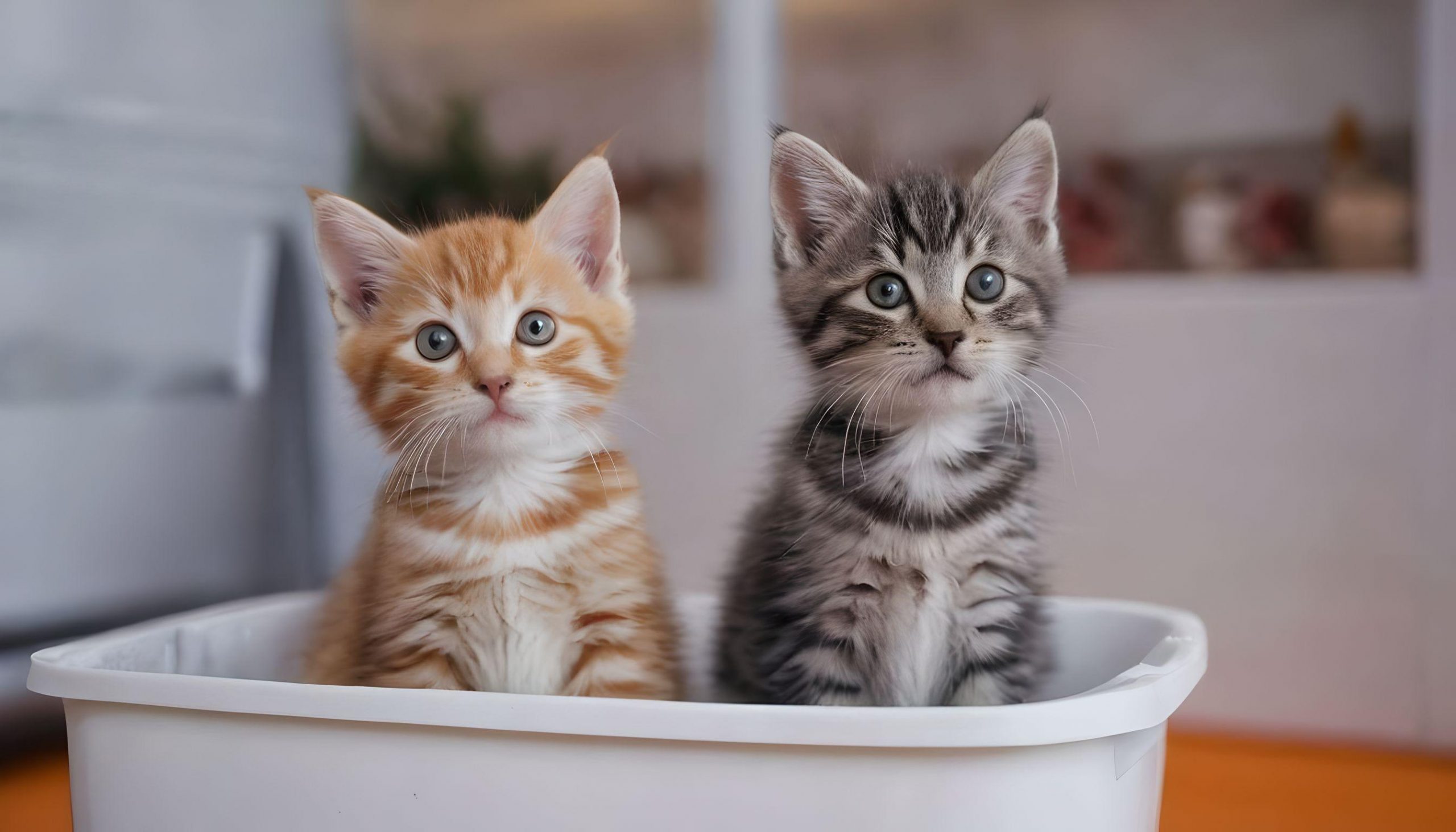 ペットショップの子猫